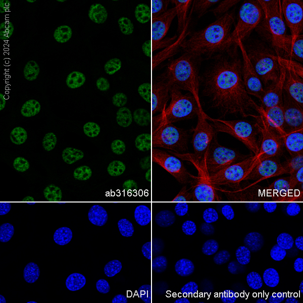 Immunocytochemistry/ Immunofluorescence - Anti-CBLL1 antibody [EPR25389-121] - BSA and Azide free (ab316307), expandable thumbnail