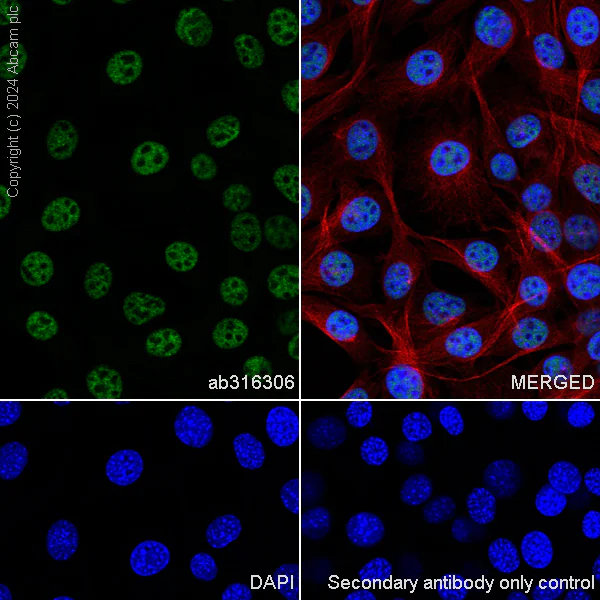 Immunocytochemistry/ Immunofluorescence - Anti-CBLL1 antibody [EPR25389-121] - BSA and Azide free (AB316307)