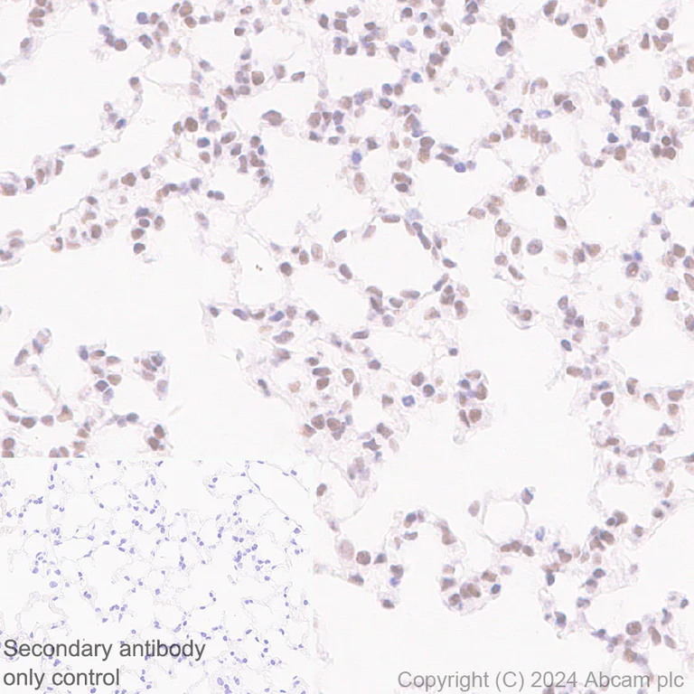 Immunohistochemistry (Formalin/PFA-fixed paraffin-embedded sections) - Anti-CBLL1 antibody [EPR25389-121] - BSA and Azide free (AB316307)