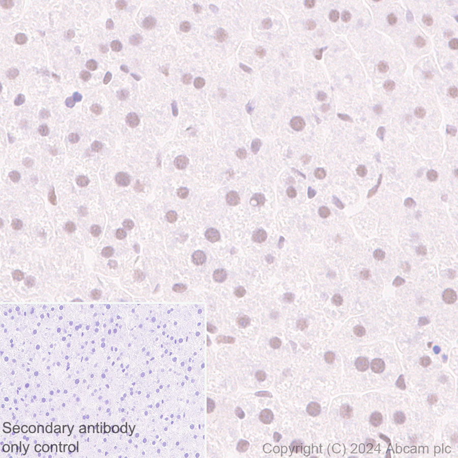 Immunohistochemistry (Formalin/PFA-fixed paraffin-embedded sections) - Anti-CBLL1 antibody [EPR25389-121] - BSA and Azide free (ab316307), expandable thumbnail
