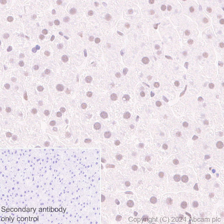 Immunohistochemistry (Formalin/PFA-fixed paraffin-embedded sections) - Anti-CBLL1 antibody [EPR25389-121] - BSA and Azide free (AB316307)