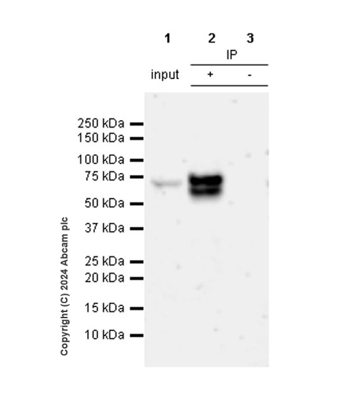 Immunoprecipitation - Anti-CBLL1 antibody [EPR25389-121] - BSA and Azide free (ab316307), expandable thumbnail