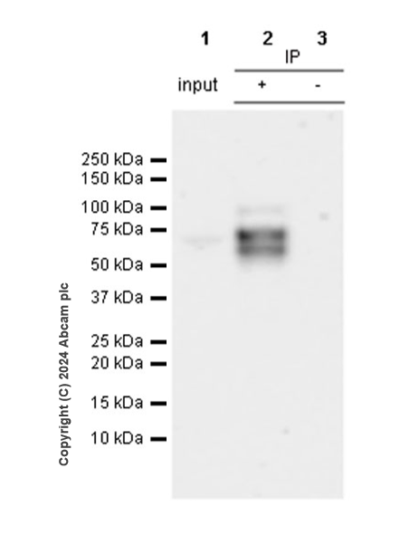Immunoprecipitation - Anti-CBLL1 antibody [EPR25389-121] - BSA and Azide free (ab316307), expandable thumbnail