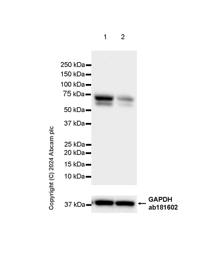 Western blot - Anti-CBLL1 antibody [EPR25389-121] - BSA and Azide free (AB316307)