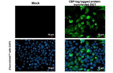 Immunocytochemistry/ Immunofluorescence - Anti-CBP tag antibody [HL1841] (AB308198)