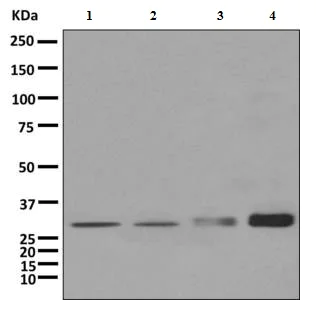 Western blot - Anti-CBR1 antibody [EPR9660] - BSA and Azide free (AB249278)