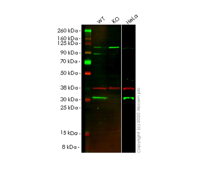 Western blot - Anti-CBR1 antibody [EPR9660] - BSA and Azide free (AB249278)