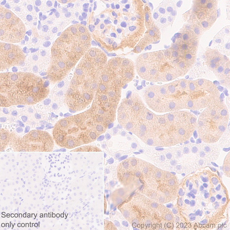 Immunohistochemistry (Formalin/PFA-fixed paraffin-embedded sections) - Anti-CBS antibody [EPR28083-45] - BSA and Azide free (ab313383), expandable thumbnail