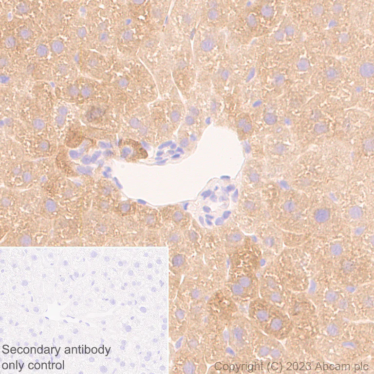 Immunohistochemistry (Formalin/PFA-fixed paraffin-embedded sections) - Anti-CBS antibody [EPR28083-45] - BSA and Azide free (AB313383)