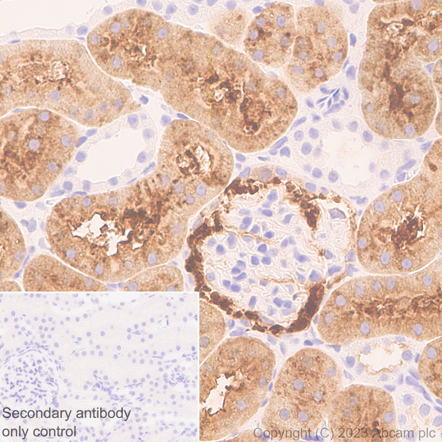 Immunohistochemistry (Formalin/PFA-fixed paraffin-embedded sections) - Anti-CBS antibody [EPR28083-45] - BSA and Azide free (ab313383), expandable thumbnail
