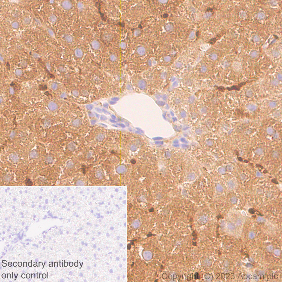 Immunohistochemistry (Formalin/PFA-fixed paraffin-embedded sections) - Anti-CBS antibody [EPR28083-45] - BSA and Azide free (ab313383), expandable thumbnail