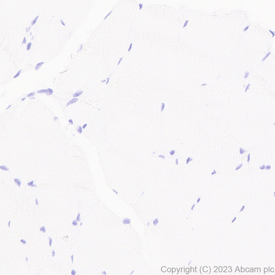Immunohistochemistry (Formalin/PFA-fixed paraffin-embedded sections) - Anti-CBS antibody [EPR28083-45] - BSA and Azide free (ab313383), expandable thumbnail