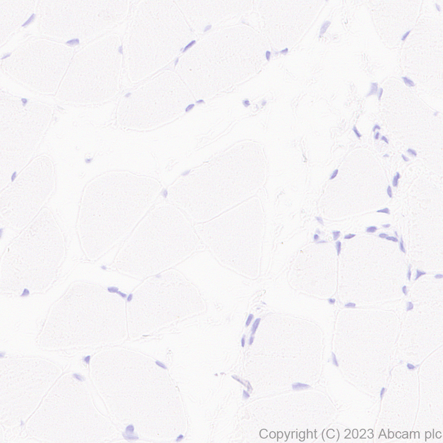 Immunohistochemistry (Formalin/PFA-fixed paraffin-embedded sections) - Anti-CBS antibody [EPR28083-45] - BSA and Azide free (AB313383), expandable thumbnail
