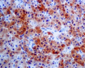 Immunohistochemistry (Formalin/PFA-fixed paraffin-embedded sections) - Anti-CBS antibody [EPR8579] (AB140600)