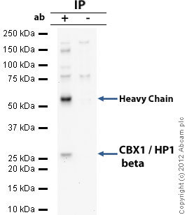 Immunoprecipitation - Anti-CBX1 / HP1 beta antibody (AB10478)