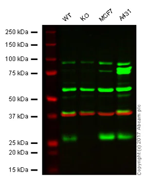 Western blot - Anti-CBX1 / HP1 beta antibody (AB10478)