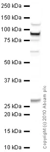 Western blot - Anti-CBX1 / HP1 beta antibody (AB10478)