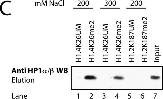 Western blot - Anti-CBX1 / HP1 beta antibody (AB10478)