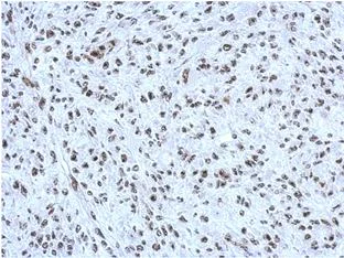 Immunohistochemistry (Formalin/PFA-fixed paraffin-embedded sections) - Anti-CBX1 / HP1 beta antibody (AB152144)