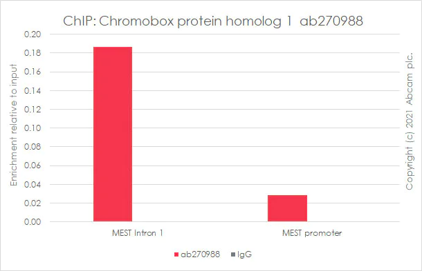 ChIP - Anti-CBX1 / HP1 beta antibody [EPR24242-78] (AB270988)