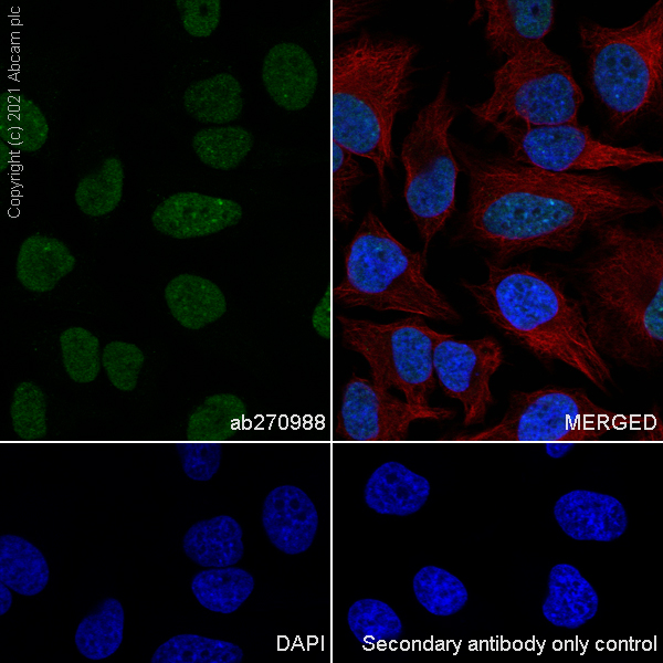 Immunocytochemistry/ Immunofluorescence - Anti-CBX1 / HP1 beta antibody [EPR24242-78] (ab270988), expandable thumbnail