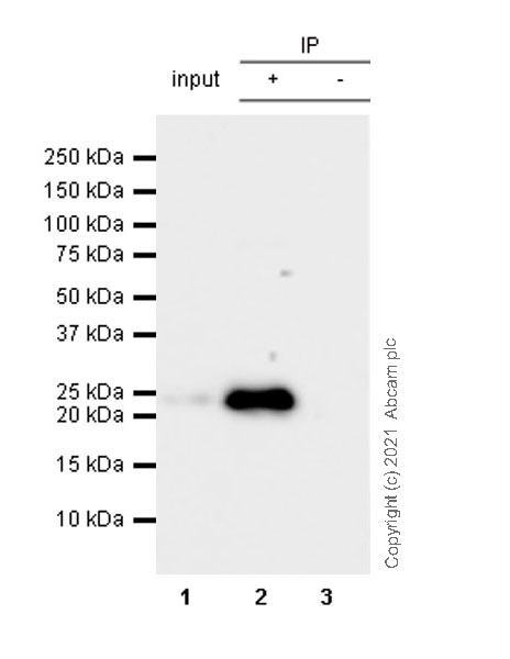 Immunoprecipitation - Anti-CBX1 / HP1 beta antibody [EPR24242-78] (ab270988), expandable thumbnail