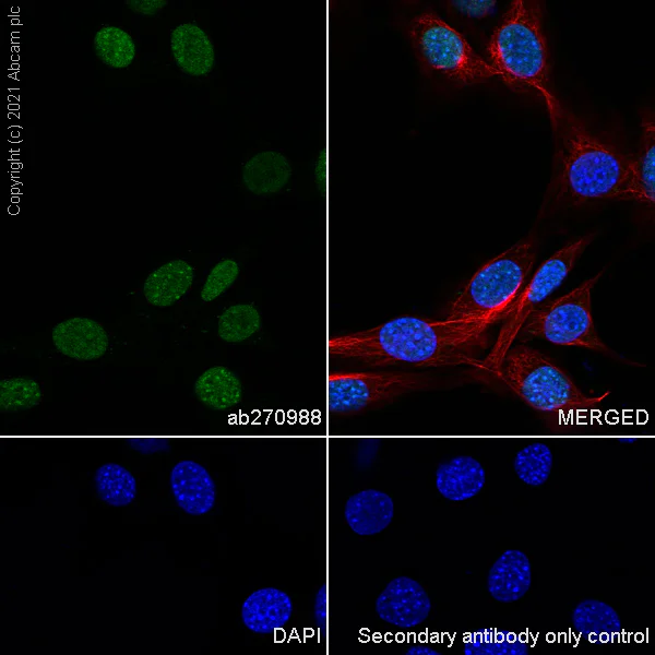 Immunocytochemistry/ Immunofluorescence - Anti-CBX1 / HP1 beta antibody [EPR24242-78] - BSA and Azide free (AB288568)