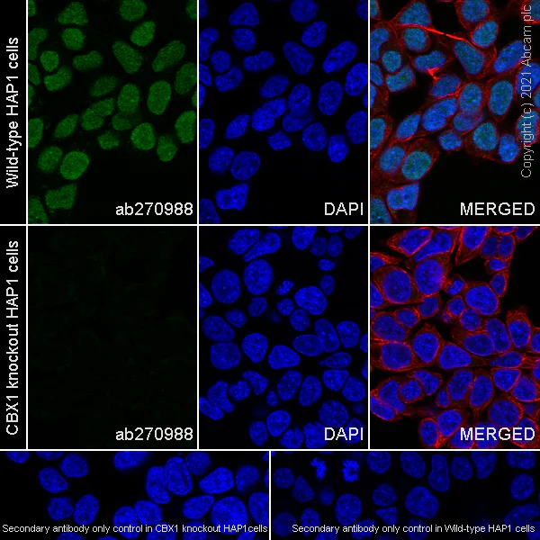 Immunocytochemistry/ Immunofluorescence - Anti-CBX1 / HP1 beta antibody [EPR24242-78] - BSA and Azide free (AB288568)
