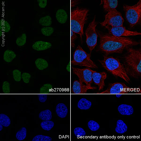 Immunocytochemistry/ Immunofluorescence - Anti-CBX1 / HP1 beta antibody [EPR24242-78] - BSA and Azide free (AB288568)