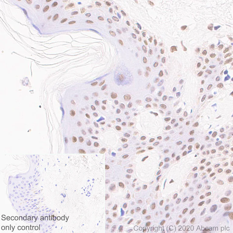 Immunohistochemistry (Formalin/PFA-fixed paraffin-embedded sections) - Anti-CBX1 / HP1 beta antibody [EPR24242-78] - BSA and Azide free (AB288568)