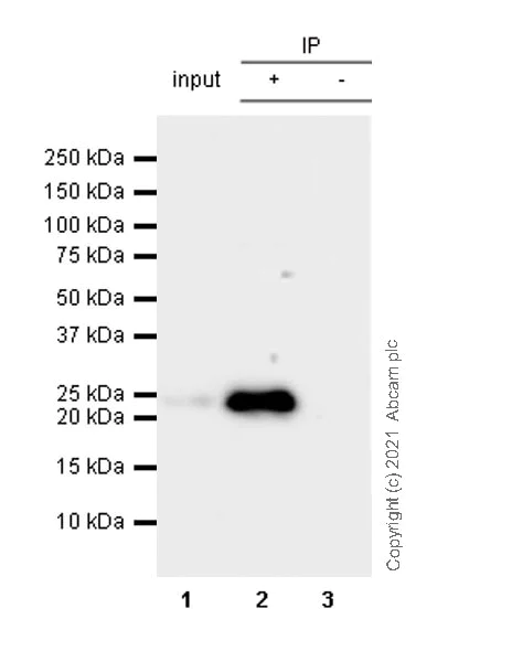 Immunoprecipitation - Anti-CBX1 / HP1 beta antibody [EPR24242-78] - BSA and Azide free (AB288568)