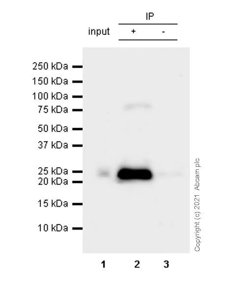 Immunoprecipitation - Anti-CBX1 / HP1 beta antibody [EPR24242-78] - BSA and Azide free (AB288568)