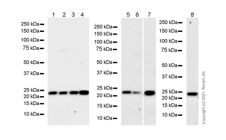 Western blot - Anti-CBX1 / HP1 beta antibody [EPR24242-78] - BSA and Azide free (AB288568)