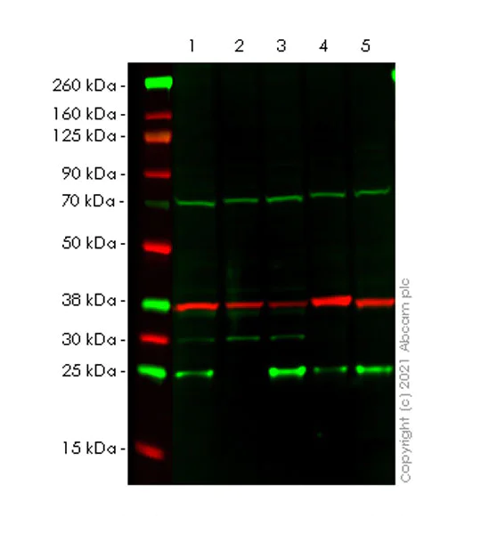 Western blot - Anti-CBX1 / HP1 beta antibody [EPR24242-78] - BSA and Azide free (AB288568)