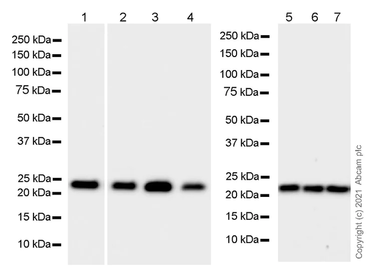 Western blot - Anti-CBX1 / HP1 beta antibody [EPR24242-78] - BSA and Azide free (AB288568)