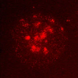 Immunocytochemistry/ Immunofluorescence - Anti-CBX1 / HP1 beta antibody [MAC353] (AB10811)