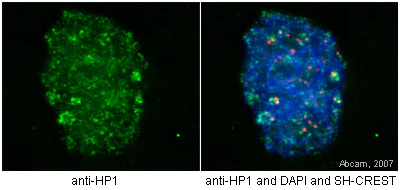 Immunocytochemistry/ Immunofluorescence - Anti-CBX1 / HP1 beta antibody [MAC353] - BSA and Azide free (AB324761)