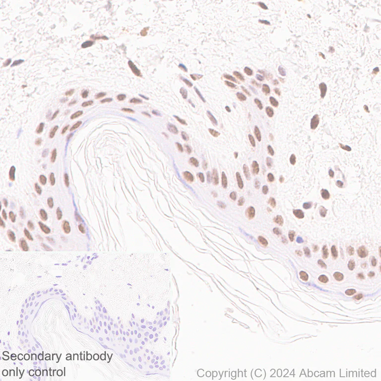 Immunohistochemistry (Formalin/PFA-fixed paraffin-embedded sections) - Anti-CBX1 / HP1 beta antibody [MAC353] - BSA and Azide free (AB324761)