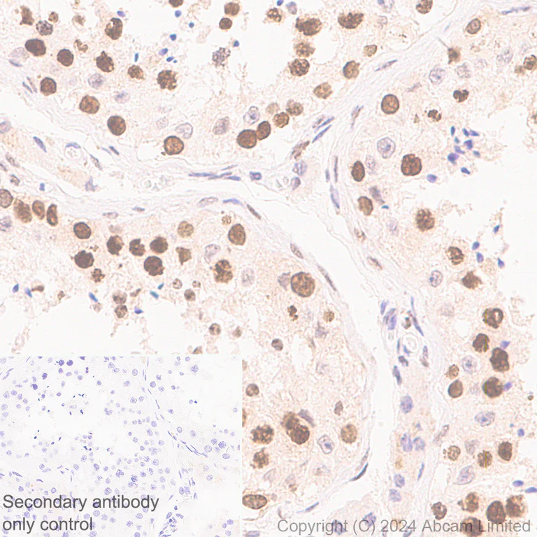 Immunohistochemistry (Formalin/PFA-fixed paraffin-embedded sections) - Anti-CBX1 / HP1 beta antibody [MAC353] - BSA and Azide free (AB324761)