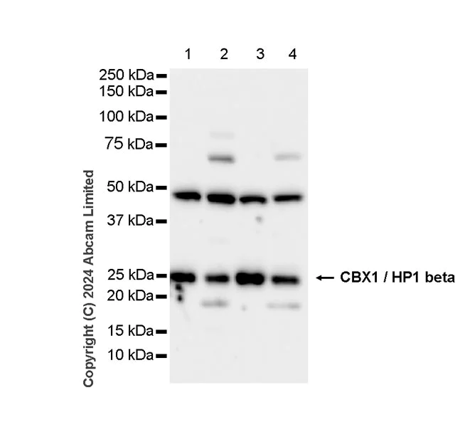 Western blot - Anti-CBX1 / HP1 beta antibody [MAC353] - BSA and Azide free (AB324761)
