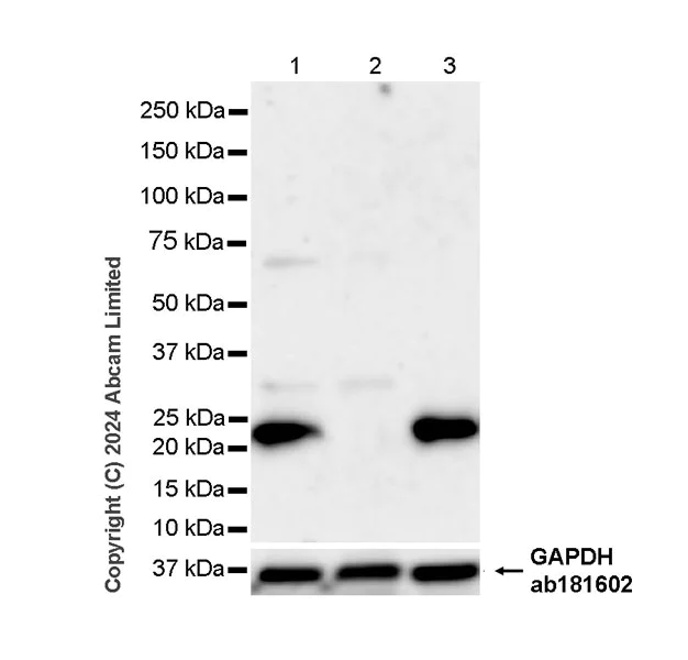 Western blot - Anti-CBX1 / HP1 beta antibody [MAC353] - BSA and Azide free (AB324761)