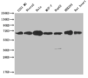 Western blot - Anti-CBX2 antibody [24A2] (AB314187)