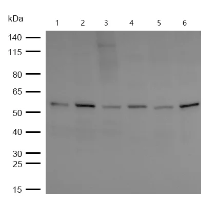 Western blot - Anti-CBX2 antibody [SR2008] (AB326688)