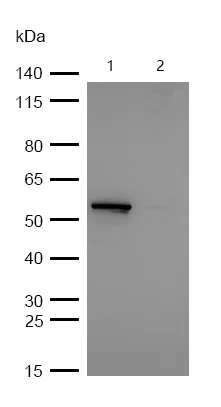 Western blot - Anti-CBX2 antibody [SR2008] (AB326688)