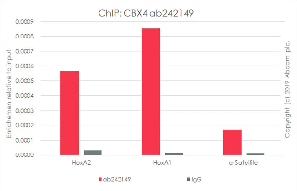 ChIP - Anti-CBX4 antibody [EPR23053-7] - ChIP Grade (AB242149)