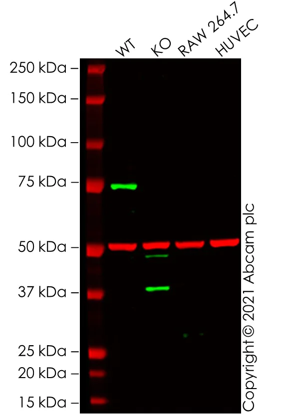 Western blot - Anti-CBX4 antibody [EPR23053-7] - ChIP Grade (AB242149)