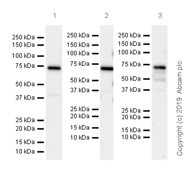 Western blot - Anti-CBX4 antibody [EPR23053-7] - ChIP Grade (AB242149)