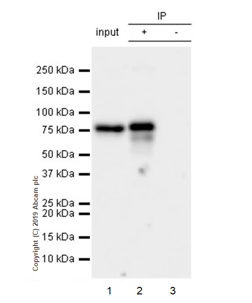 Immunoprecipitation - Anti-CBX4 antibody [EPR23053-7] - ChIP Grade - BSA and Azide free (AB269462), expandable thumbnail