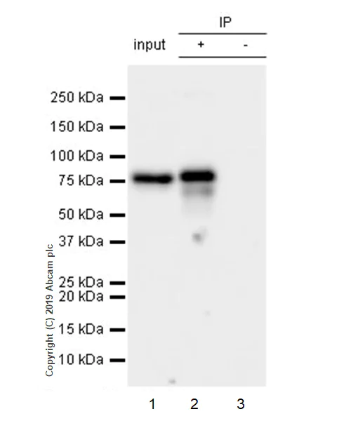 Immunoprecipitation - Anti-CBX4 antibody [EPR23053-7] - ChIP Grade - BSA and Azide free (AB269462)