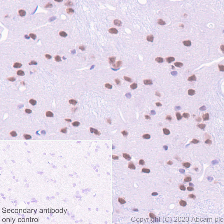 Immunohistochemistry (Formalin/PFA-fixed paraffin-embedded sections) - Anti-Cbx6 antibody [EPR23828-108] (AB259848)
